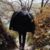 تصویر پروفایل Pedram_ghafari